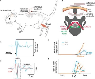 Mapping of the Spinal Sensorimotor Network by Transvertebral and Transcutaneous Spinal Cord Stimulation